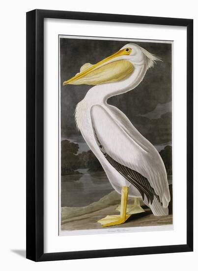 American White Pelican-John James Audubon-Framed Giclee Print