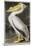 American White Pelican-John James Audubon-Mounted Giclee Print