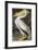 American White Pelican-John James Audubon-Framed Giclee Print