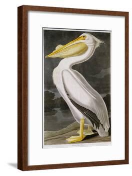 American White Pelican-John James Audubon-Framed Giclee Print