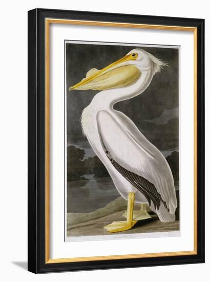 American White Pelican-John James Audubon-Framed Giclee Print