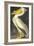 American White Pelican-John James Audubon-Framed Art Print