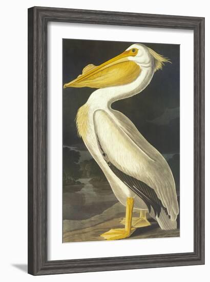 American White Pelican-John James Audubon-Framed Art Print