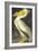 American White Pelican-John James Audubon-Framed Art Print