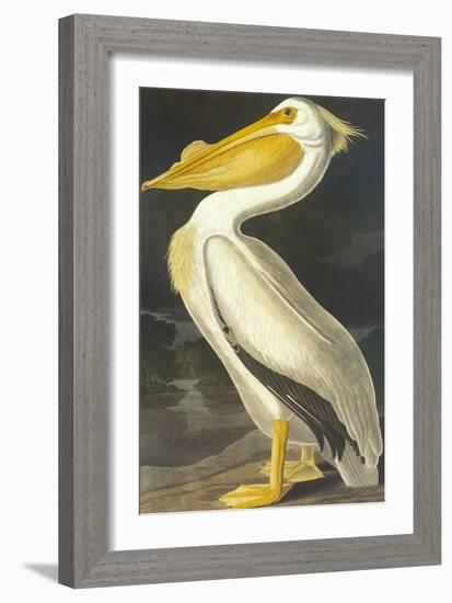 American White Pelican-John James Audubon-Framed Art Print