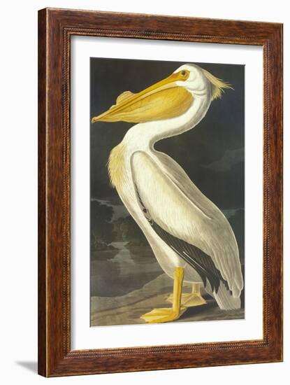 American White Pelican-John James Audubon-Framed Art Print