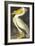 American White Pelican-John James Audubon-Framed Art Print