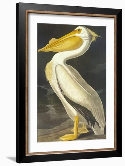 American White Pelican-John James Audubon-Framed Art Print