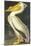 American White Pelican-John James Audubon-Mounted Art Print