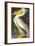 American White Pelican-John James Audubon-Framed Art Print