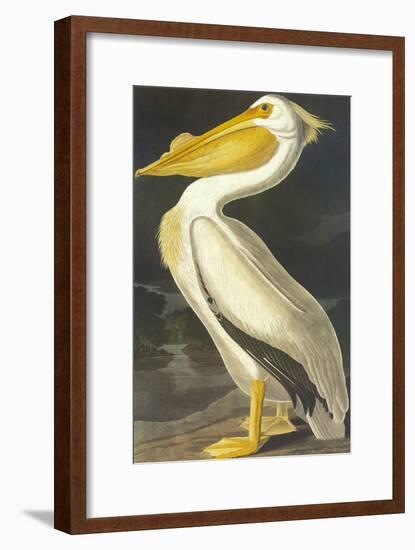 American White Pelican-John James Audubon-Framed Art Print