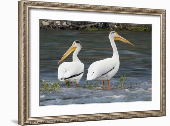 American White Pelicans-Ken Archer-Framed Photographic Print