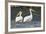 American White Pelicans-Ken Archer-Framed Photographic Print