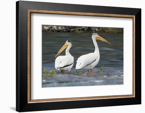 American White Pelicans-Ken Archer-Framed Photographic Print