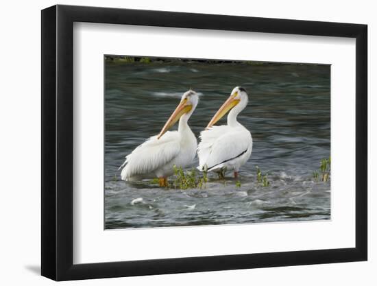 American White Pelicans-Ken Archer-Framed Photographic Print