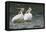 American White Pelicans-Ken Archer-Framed Premier Image Canvas