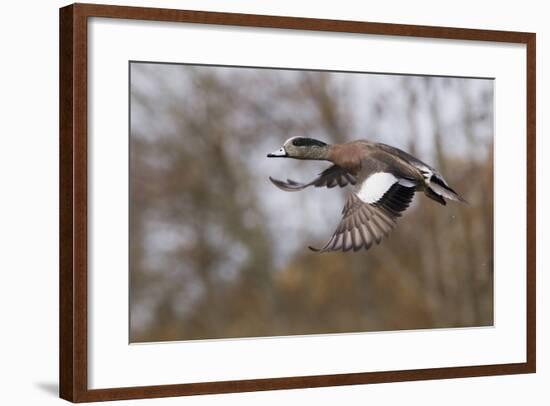 American Widgeon Duck-Ken Archer-Framed Photographic Print