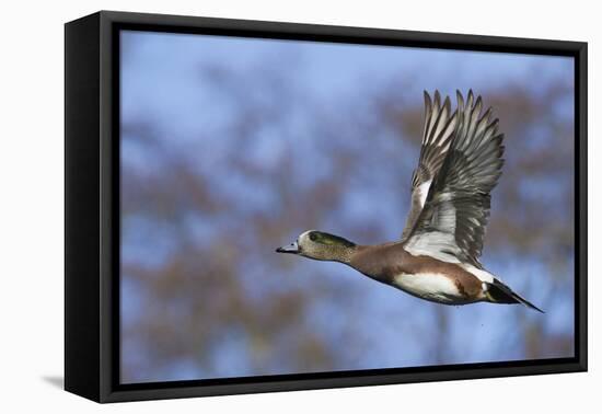 American Widgeon Duck-Ken Archer-Framed Premier Image Canvas