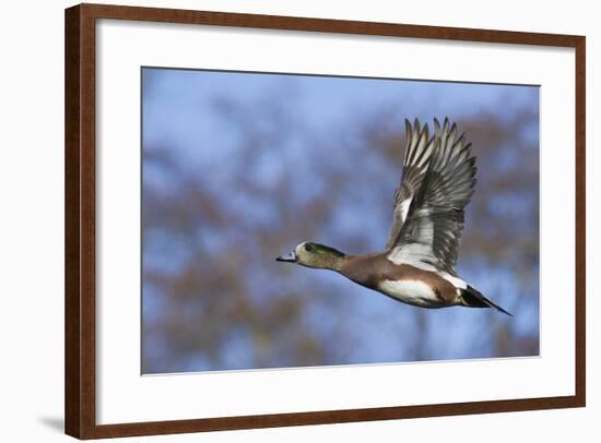 American Widgeon Duck-Ken Archer-Framed Photographic Print