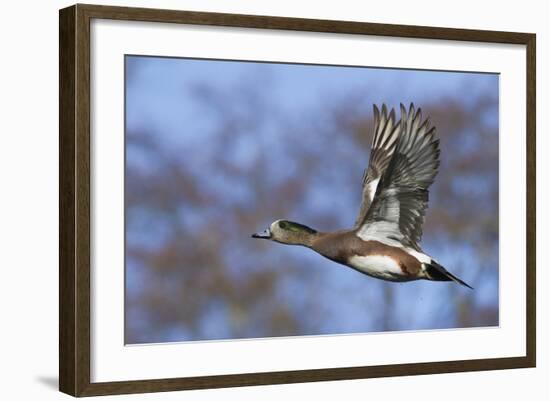 American Widgeon Duck-Ken Archer-Framed Photographic Print