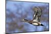 American Widgeon Duck-Ken Archer-Mounted Photographic Print