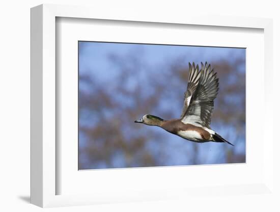 American Widgeon Duck-Ken Archer-Framed Premium Photographic Print