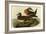 American Widgeon-John James Audubon-Framed Art Print