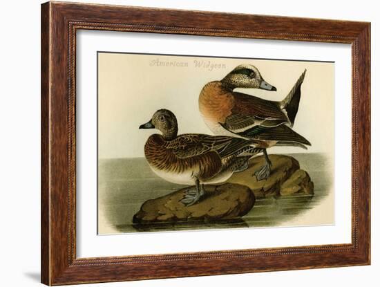 American Widgeon-John James Audubon-Framed Art Print