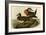 American Widgeon-John James Audubon-Framed Art Print