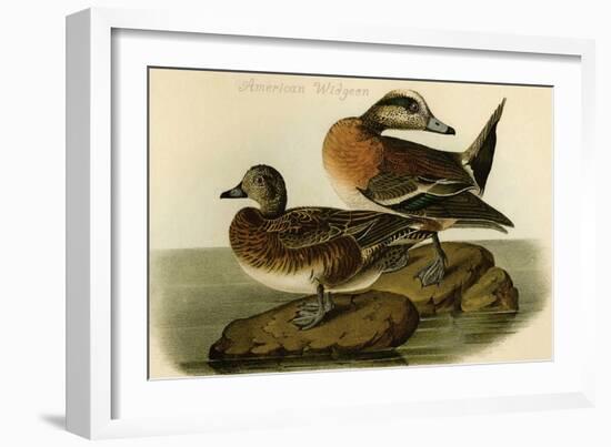 American Widgeon-John James Audubon-Framed Art Print