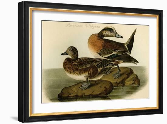 American Widgeon-John James Audubon-Framed Art Print