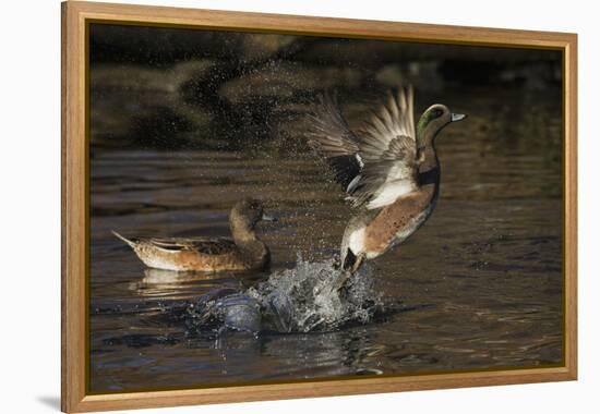 American Wigeon flying-Ken Archer-Framed Premier Image Canvas