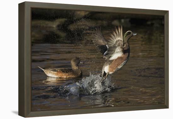 American Wigeon flying-Ken Archer-Framed Premier Image Canvas