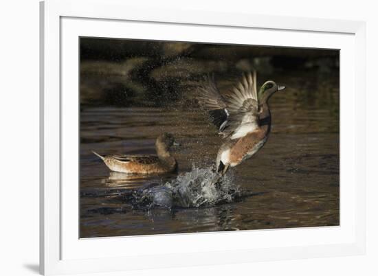 American Wigeon flying-Ken Archer-Framed Photographic Print