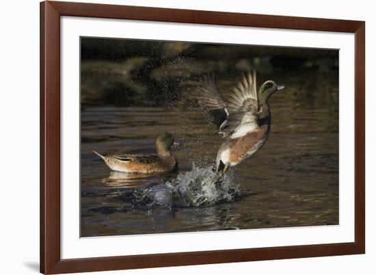 American Wigeon flying-Ken Archer-Framed Photographic Print
