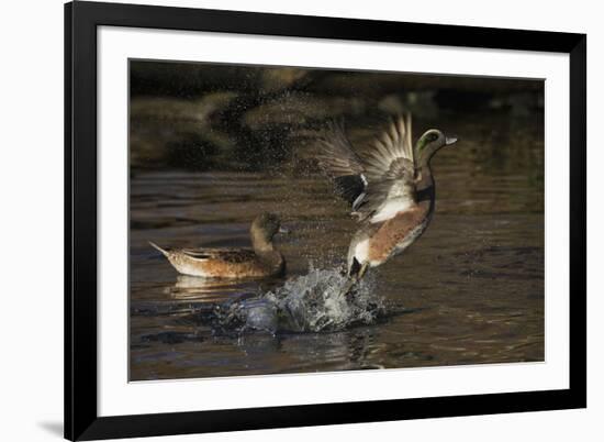 American Wigeon flying-Ken Archer-Framed Photographic Print