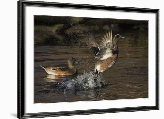 American Wigeon flying-Ken Archer-Framed Photographic Print