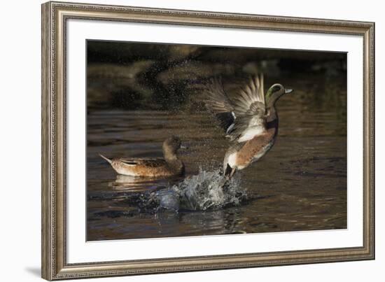 American Wigeon flying-Ken Archer-Framed Photographic Print