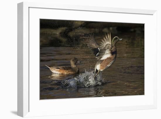 American Wigeon flying-Ken Archer-Framed Photographic Print