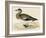 American Wigeon-Beverley R. Morris-Framed Giclee Print