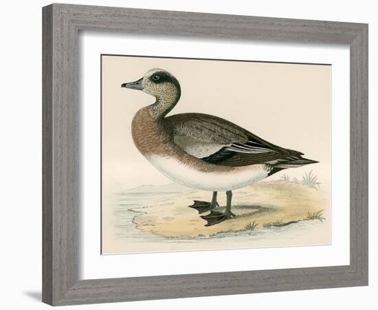 American Wigeon-Beverley R. Morris-Framed Giclee Print