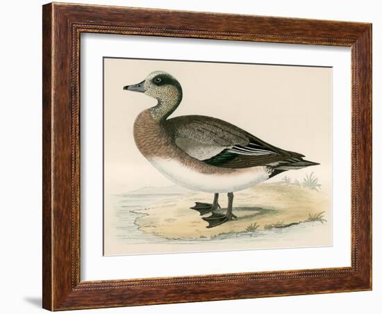 American Wigeon-Beverley R. Morris-Framed Giclee Print