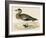 American Wigeon-Beverley R. Morris-Framed Giclee Print