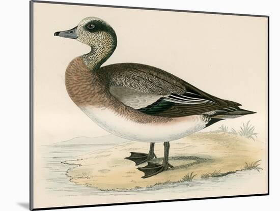 American Wigeon-Beverley R. Morris-Mounted Giclee Print