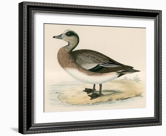 American Wigeon-Beverley R. Morris-Framed Giclee Print