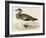 American Wigeon-Beverley R. Morris-Framed Giclee Print