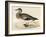 American Wigeon-Beverley R. Morris-Framed Giclee Print