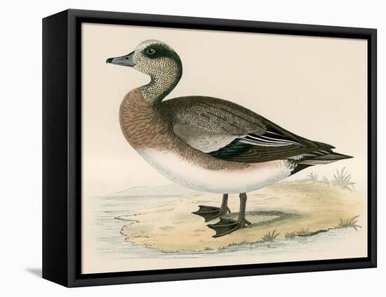 American Wigeon-Beverley R. Morris-Framed Premier Image Canvas