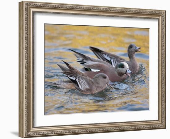 American Wigeons Courting, Bosque Del Apache National Wildlife Reserve, New Mexico, USA-Arthur Morris-Framed Photographic Print