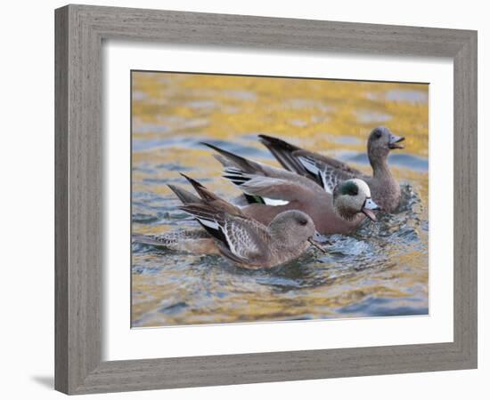 American Wigeons Courting, Bosque Del Apache National Wildlife Reserve, New Mexico, USA-Arthur Morris-Framed Photographic Print